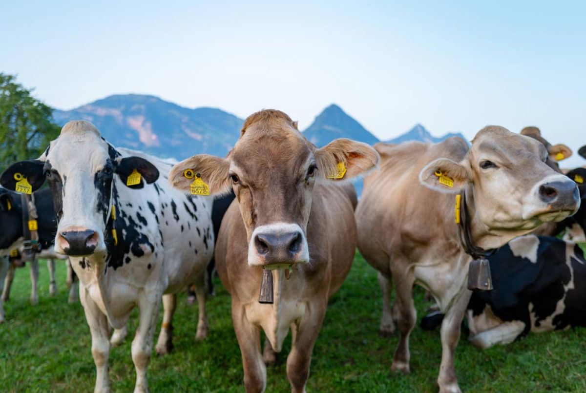 Das Oberallgäu - Alpenkulisse und Allgäuer Traditionen