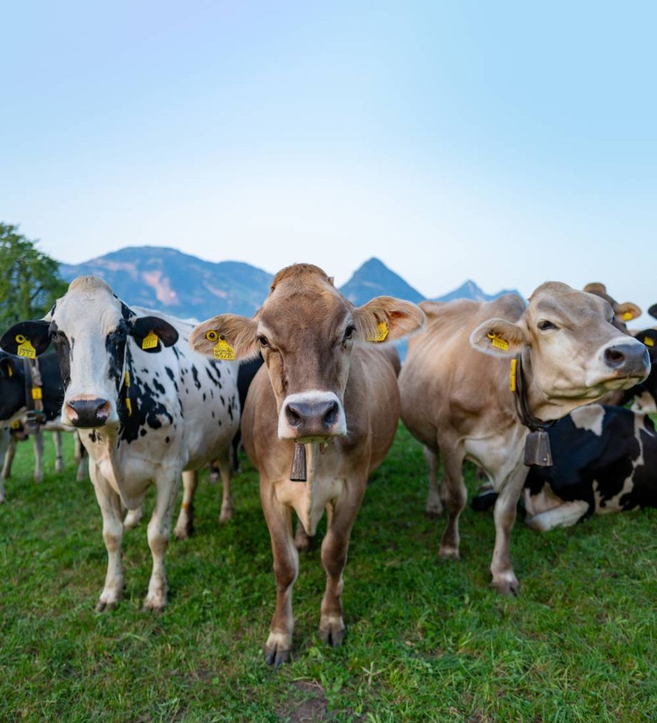 Urlaub im Oberallgäu mit Alpenkulisse